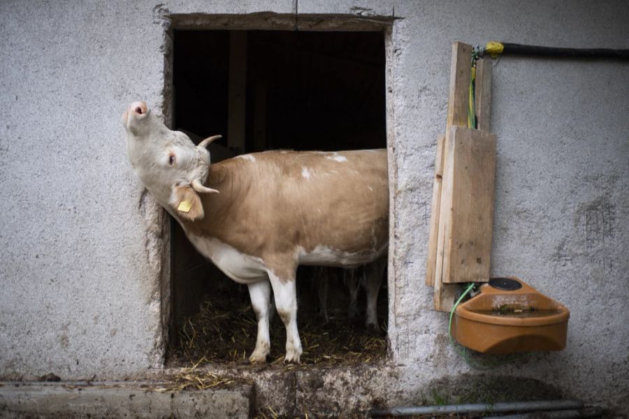 Im August wurde erstmals im Kanton St. Gallen eine Kuh gerissen. (Symbolbild)