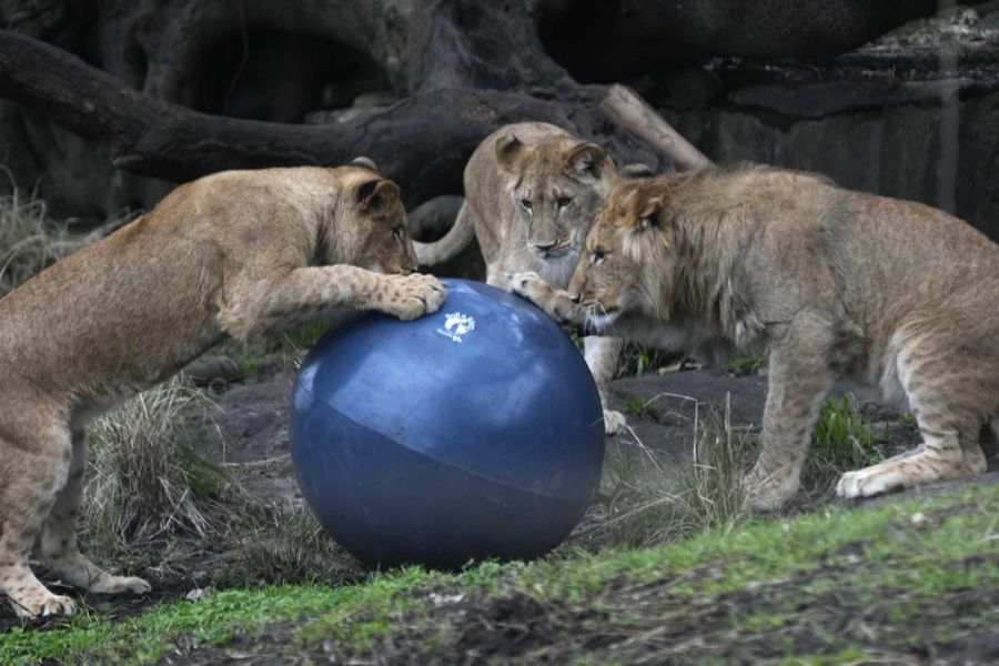 Am Mittwochmorgen entkamen fünf Löwen ihrem Gehege im Taronga Zoo. (Archiv)