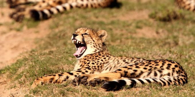 gepard