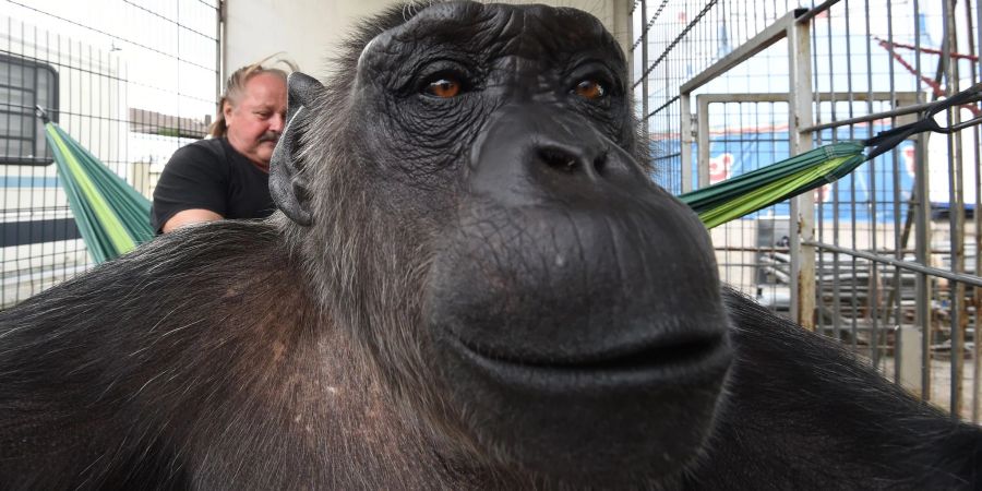 Klaus Köhler, Direktor des Zirkus «Belly», liegt in einer Hängematte, während Schimpanse Robby in die Kamera schaut. Der bekannte Schimpanse ist am 11. November nach Angaben des Zirkus im Alter von 51 Jahren gestorben.