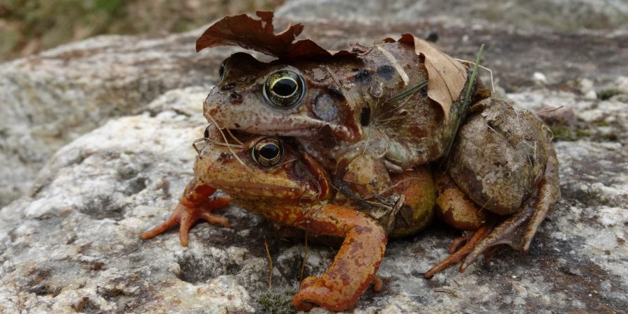 Neue Amphibienzugstelle