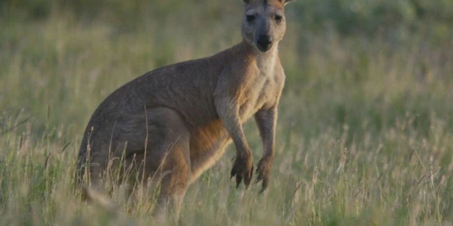Känguruangriffe sind keine Seltenheit – auch in Australien kam es kürzlich zu einem Vorfall. (Symbolbild)