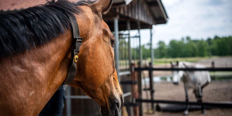 Das Pferd «Senator» trägt einen Gurt mit einem Sender am Hals, über den die Fütterungsanlagen gesteuert werden. Die Haltung von Pferden hat sich in den vergangenen 20 Jahren deutlich verändert