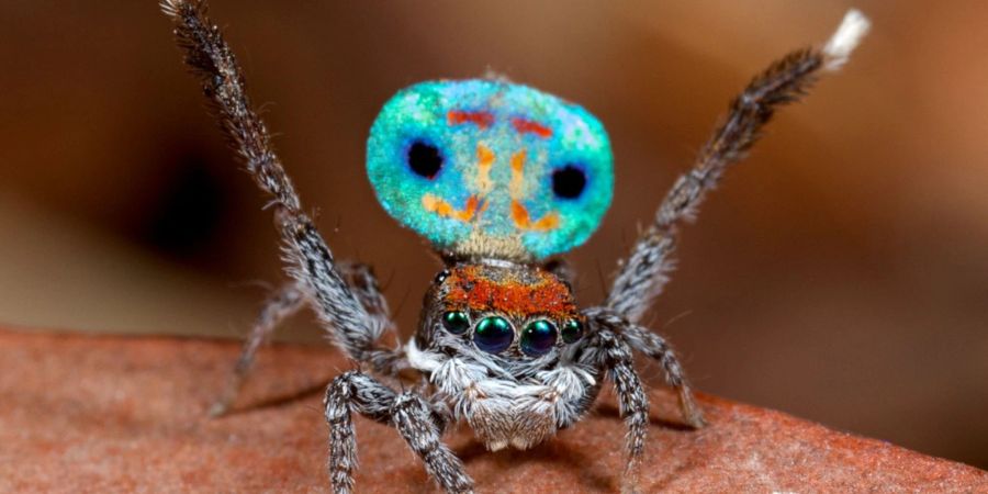 Eine männliche Pfauenspinne, Maratus amabilis, hebt die Beine und sein gemustertes Hinterleib beim Balz nach oben.