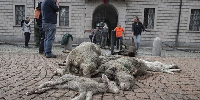 19 Risse - Tessiner Regierung widerruft Abschussbewilligung für Wolf