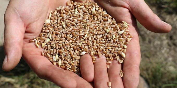 Der Bundesrat hat wegen der schlechten Ernte erneut das Zollkontingent für Import-Brotgetreide erhöht. (Archivbild) Brotgetreide