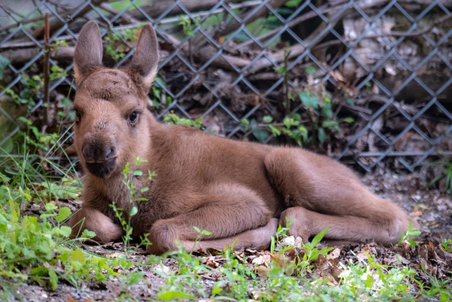 Zwillinge im Tierpark Bern
