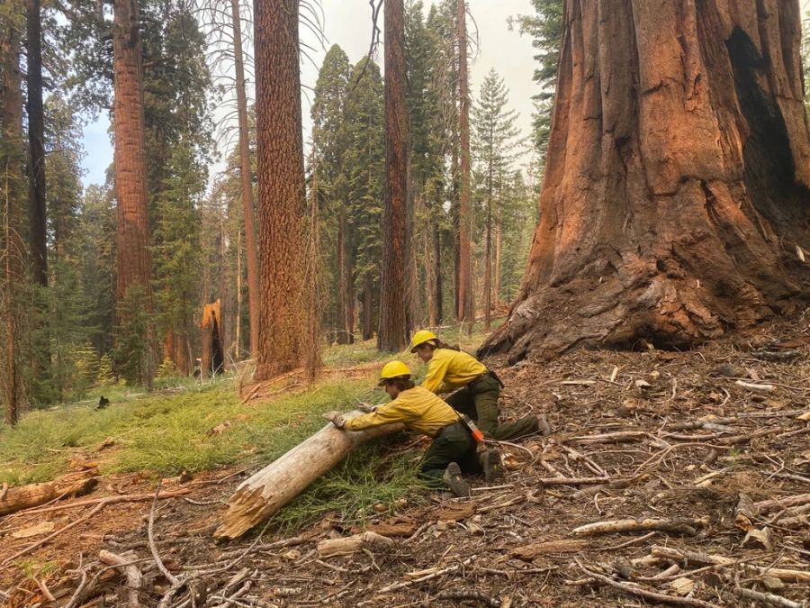 Feuerwehrleute befreien den Boden um die berühmten Yosemite-Mammutbäume von losem Material.