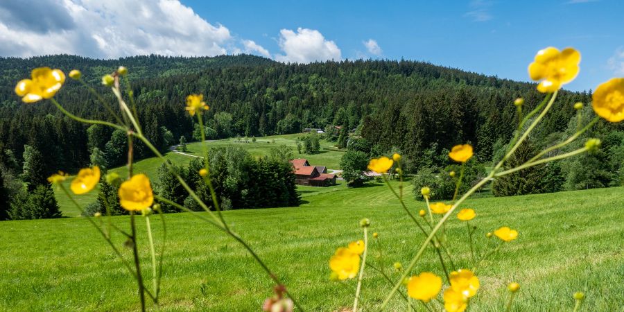 Wiese Wald Haus Blumen Idylle