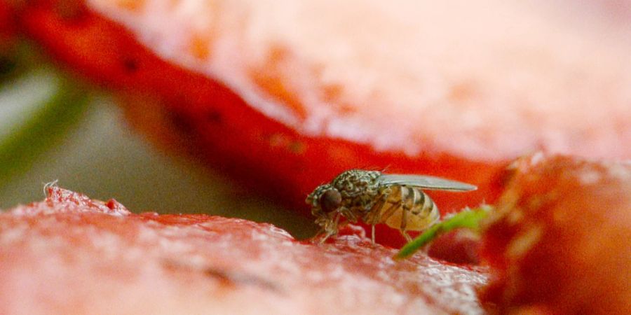 Fruchtfliege Obst Erdbeere Makroaufnahme