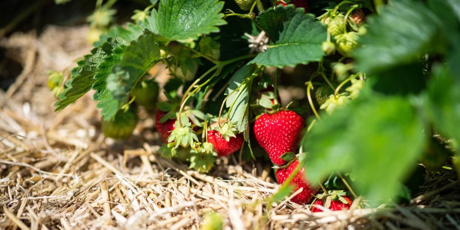 Erdbeere Stroh Pflanze Frucht