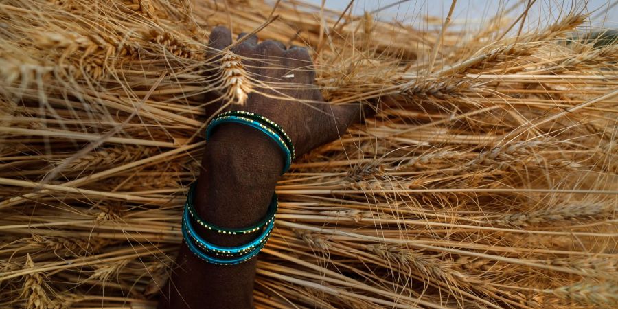 Weizenernte in Indien