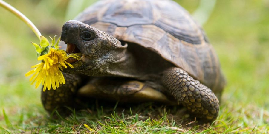 Landschildkröten brauchen Wildkräuter wie Löwenzahn, um gesund zu bleiben.