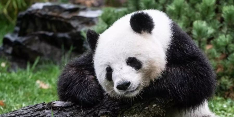 Erwartet Nachwuchs: Panda-Dame Meng Meng. Foto: Paul Zinken