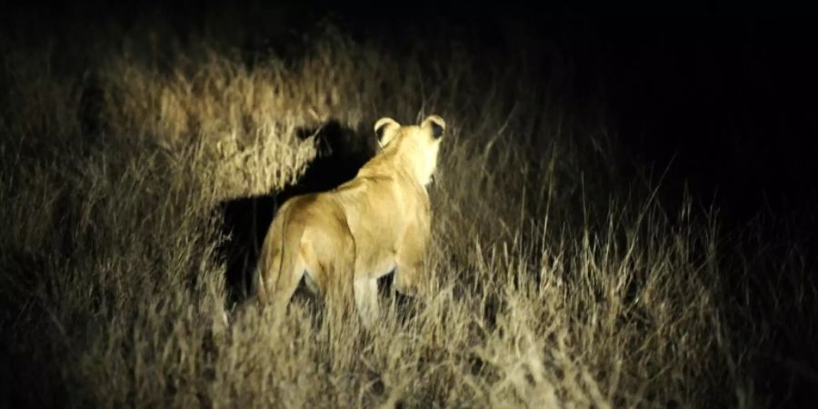 Löwenrudel entkommt aus Krüger-Nationalpark