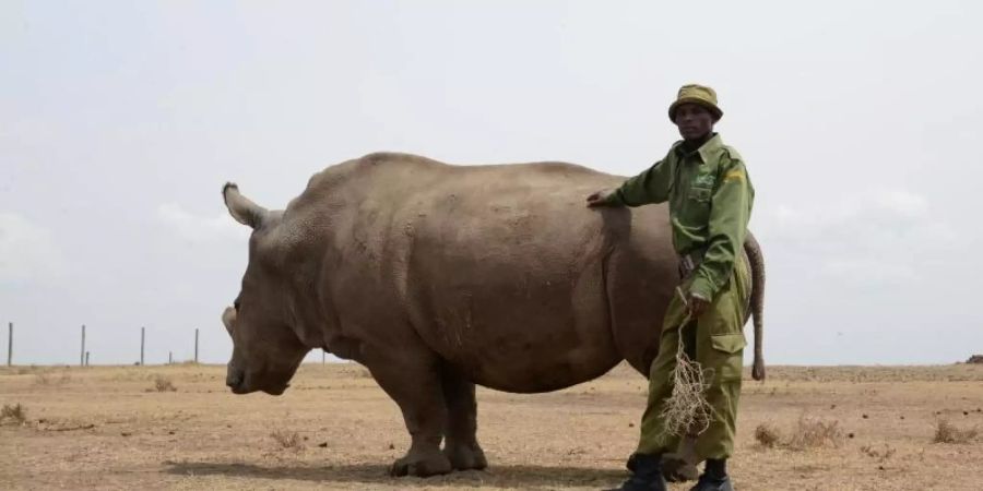 Ein Tierpfleger im Wildtierreservat Ol Pejeta in Kenia neben einem der beiden letzten verbliebenen weiblichen Nördlichen Breitmaulnashörner. Foto: Gioia Forster