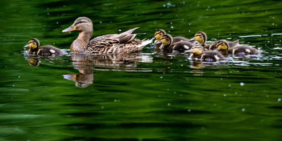 Enten in einem Teich