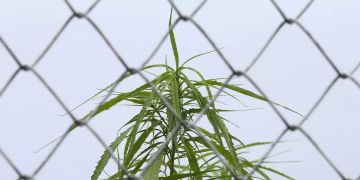 cannabis