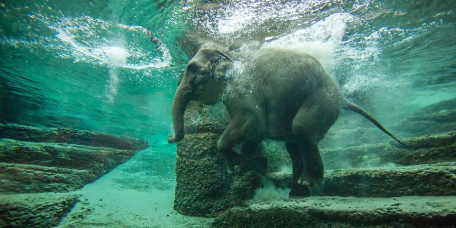 Ein asiatischer Elefant im Kaeng Krachan Elefantenpark des Zoos Zürich geht auf Tauchgang.