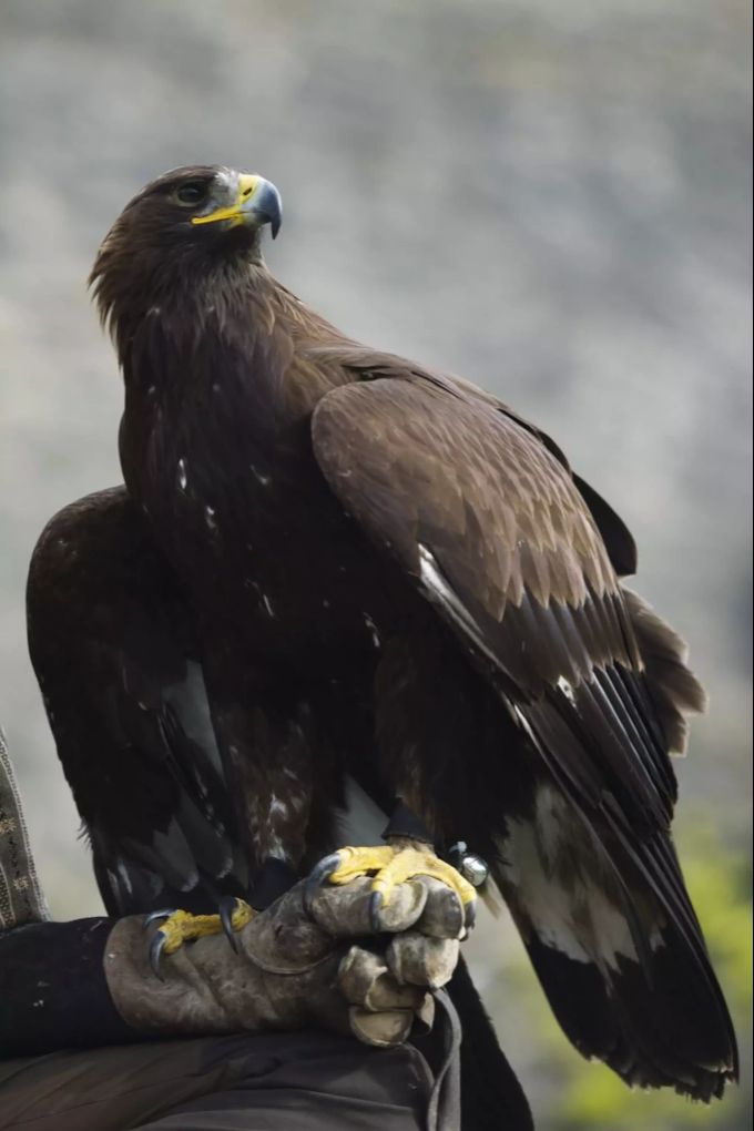 Der Steinadler lebt in den Bergen. hund Steinadler