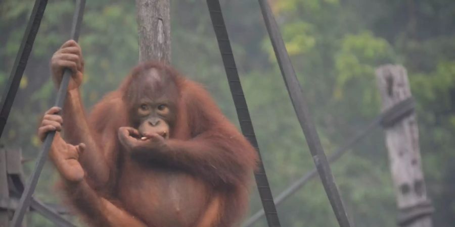 Orang-Utan im Smog auf Borneo