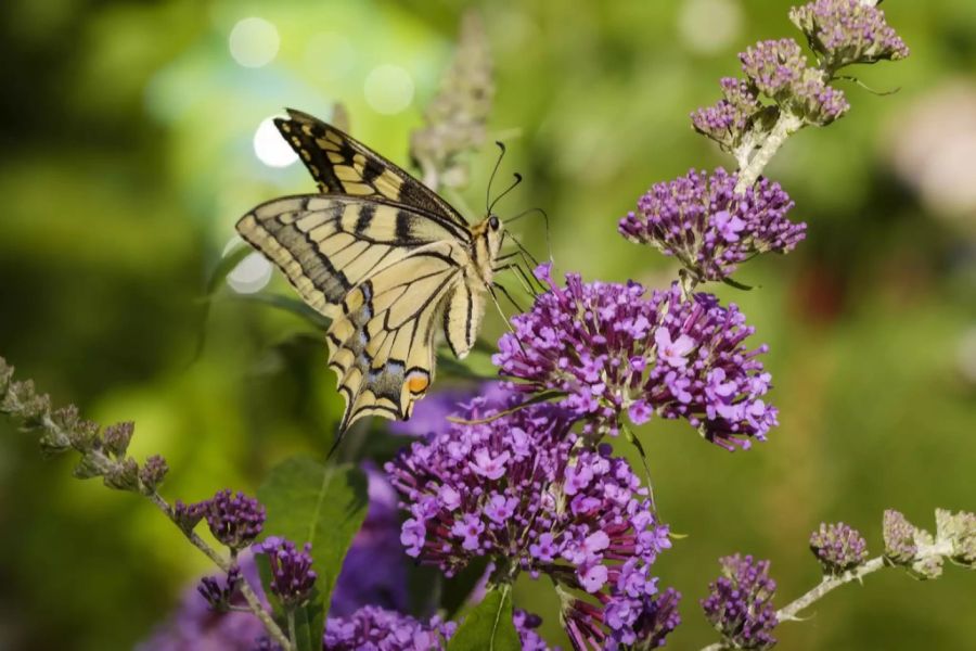 Buddleja Sommerflieder