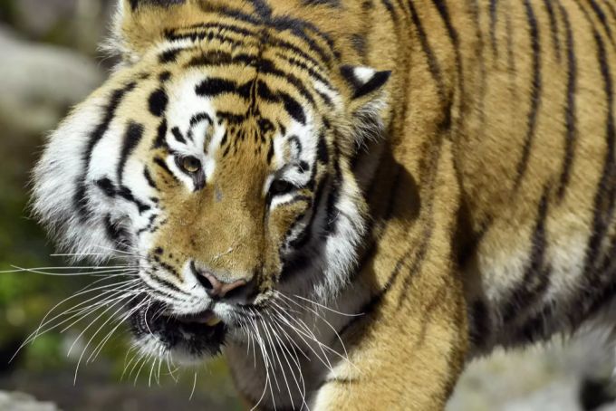 Bei einer heftigen Auseinandersetzung hat Sayan die alte Tigerdame Elena gebissen und dabei tödlich verletzt. tiger sayan