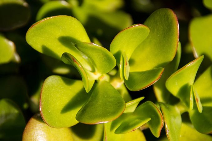 Manche Blätter der Jade-Pflanzen erinnern an Herzen. Jade Pflanze