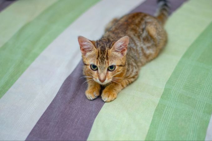 Bereits bei jungen Kätzchen ist das Riechorgan gut ausgebildet. Katze