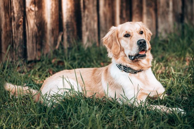 Manche Hunde fressen aus Langeweile Gras. Hund auf Wiese
