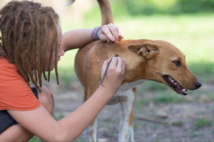 Hund im Tierschutz