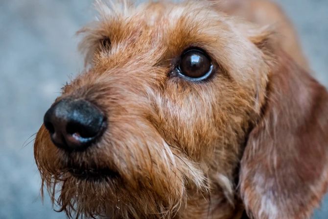Brauner Hundedackel