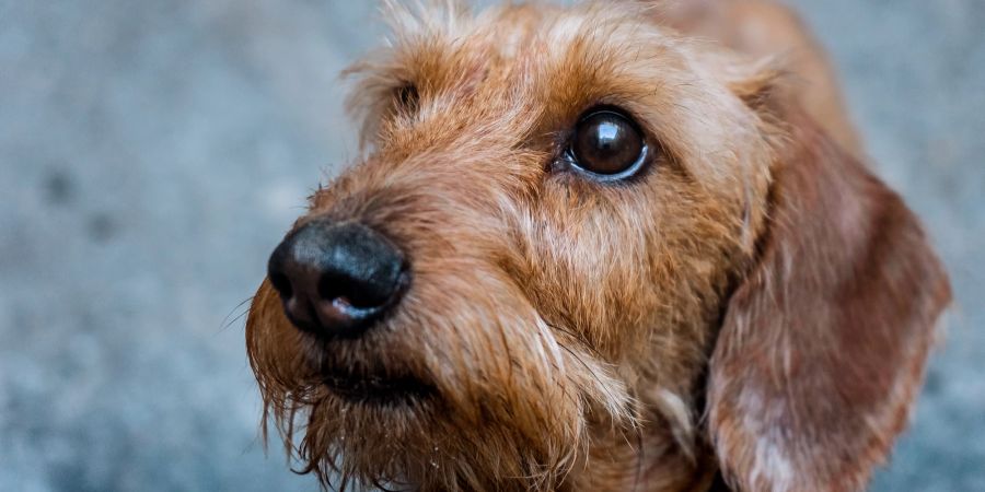 Damit Hunde ihre strahlend schönen Augen behalten, sollten Tränenflecken entfernt werden.