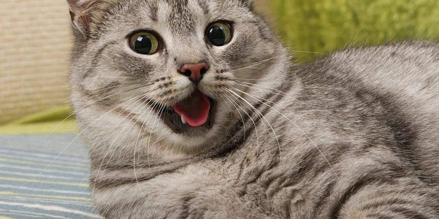 Die Untersuchungen der Gesichtsausdrücke helfen, Katzen künftig besser zu verstehen.