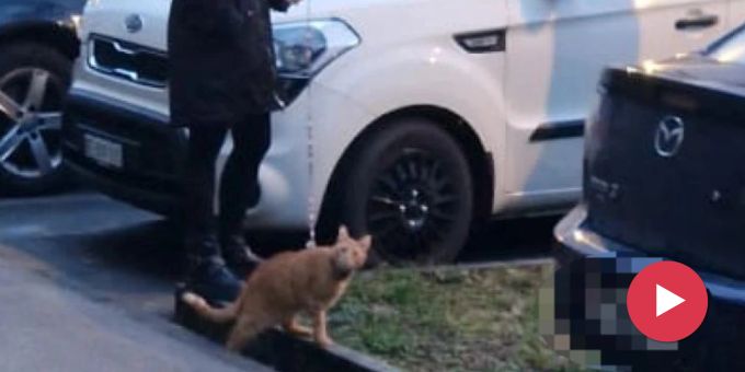 Tierschützer raten ab - Immer mehr Halter nehmen Katze an die Leine