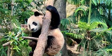 Asien Panda