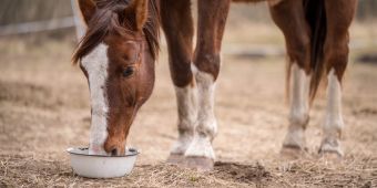 Pferd frisst aus Eimer