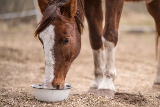 Pferd frisst aus Eimer