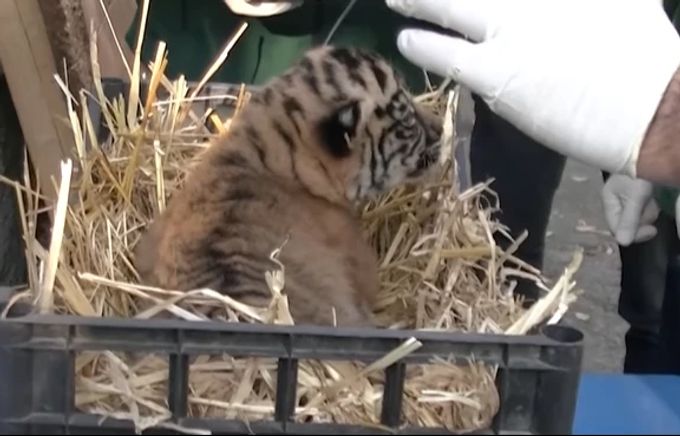 Tiger-Nachwuchs in Rom. Tiger Rom