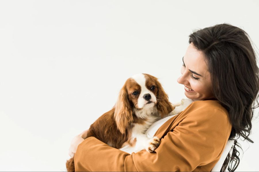 Cavalier King Charles Spaniel