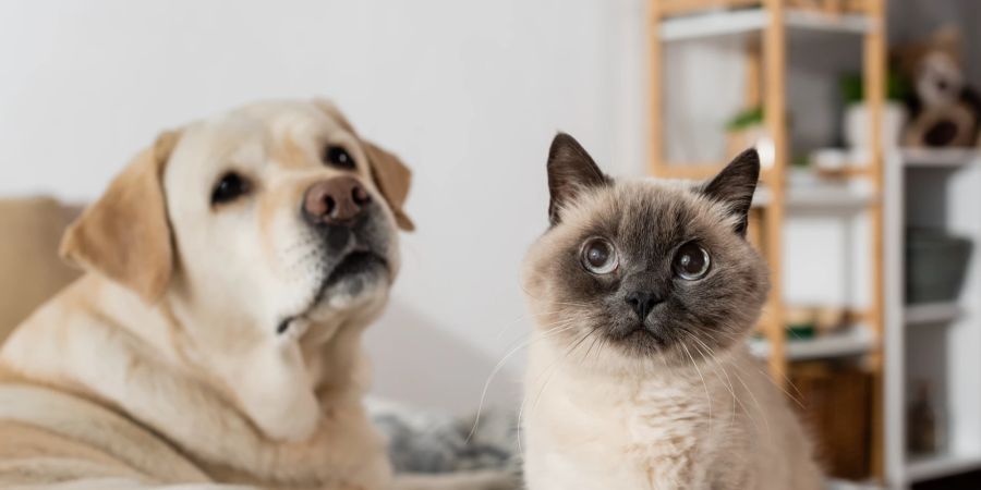 Hund und Katze