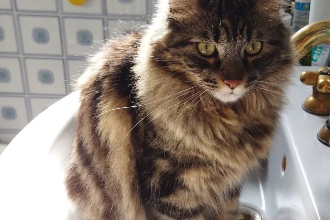 Katze im Waschbecken