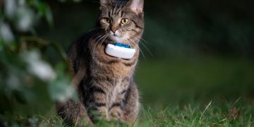 Katze mit GPS-Tracker