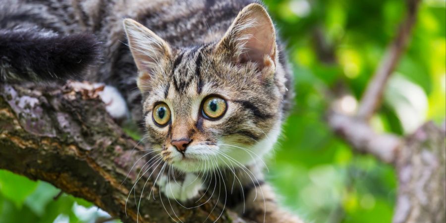 Der natürliche Jagdtrieb von Katzen lockt die Tiere manchmal auf Bäume, um ihre Beute zu ergreifen.