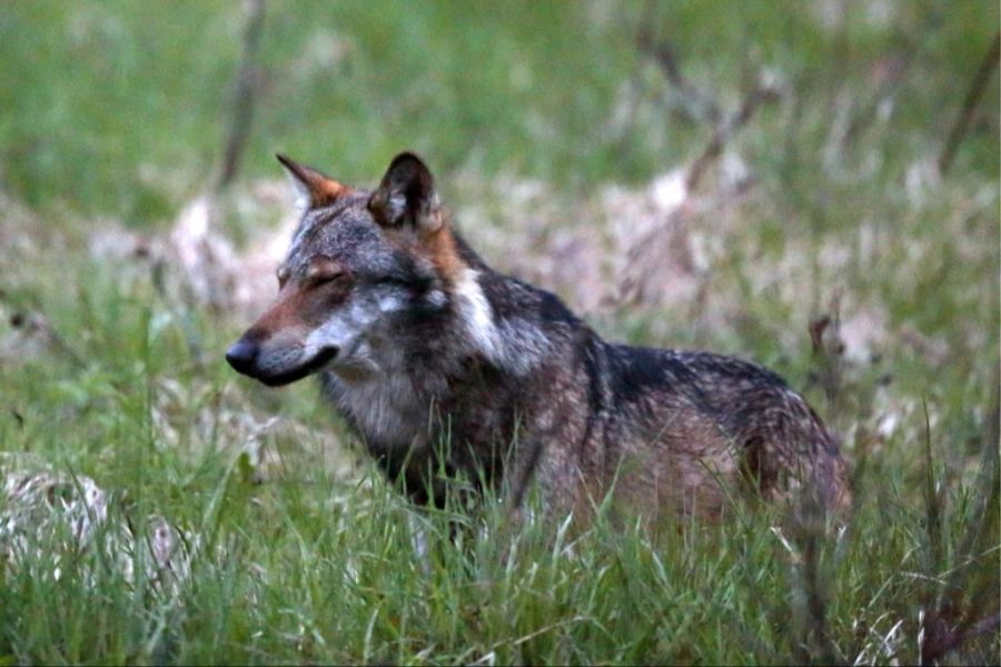 Ein Wolfspaar mit Jungen sorgt dort trotz Herdenschutzmassnahmen für Wirbel.