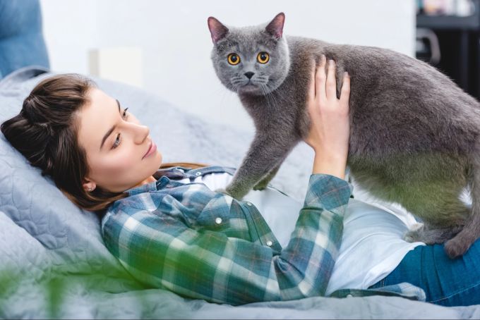 Wegen ihres gemeinhin freundlichen Wesens ist die Britisch Kurzhaar ein beliebtes Hausier. Britisch Kurzhaar, Katze, Rassekatze