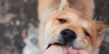 Hund beisst in Menschenhand