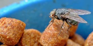 Eklig! - Das passiert wirklich, wenn eine Fliege auf Ihrem Essen landet