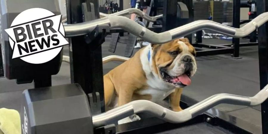 Fitness-Hunde