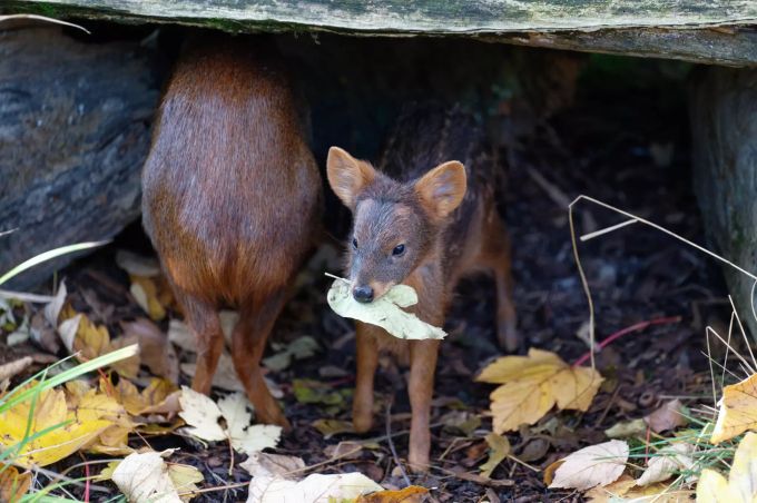 Süd-Pudu